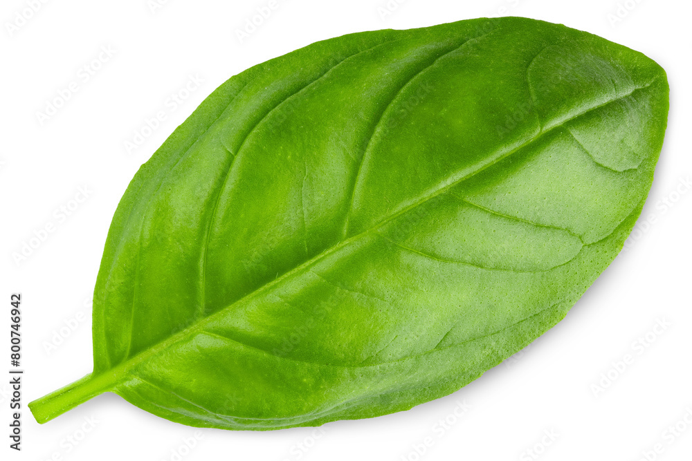 Basil. Fresh green basil leaves. Basil plant. Herbs and spice. Aromatic green leaves. Herbal for cooking salad with vegetables. Farm agriculture. Natural raw health vegetarian food