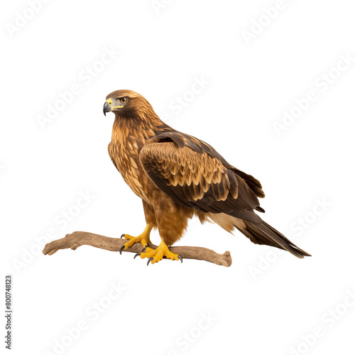 Golden eagle isolated on transparent background