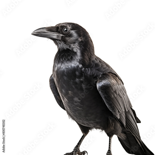 Carrion Crow isolated on transparent background photo