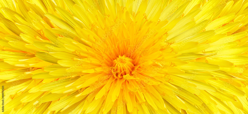 Yellow dandelion flower. Floral background. Closeup. Studio shot. Nature. Yellow dandelion flower. Floral background. Closeup. Studio shot. Nature.