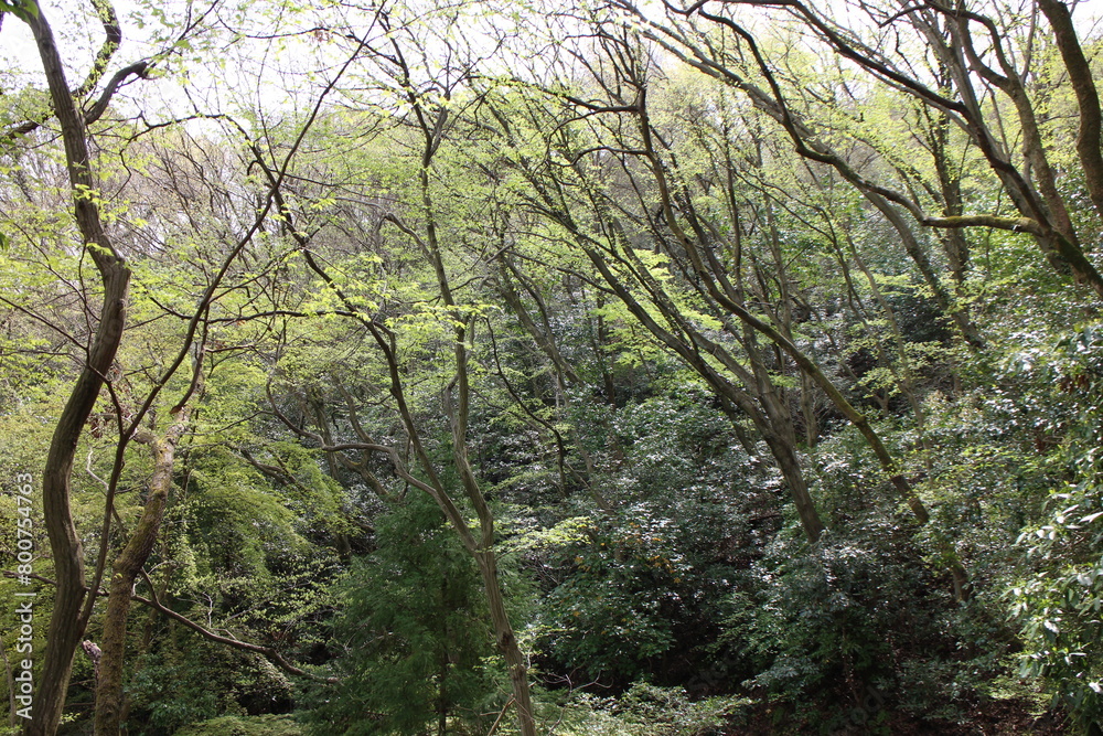 春の風景 山 春の風景 山