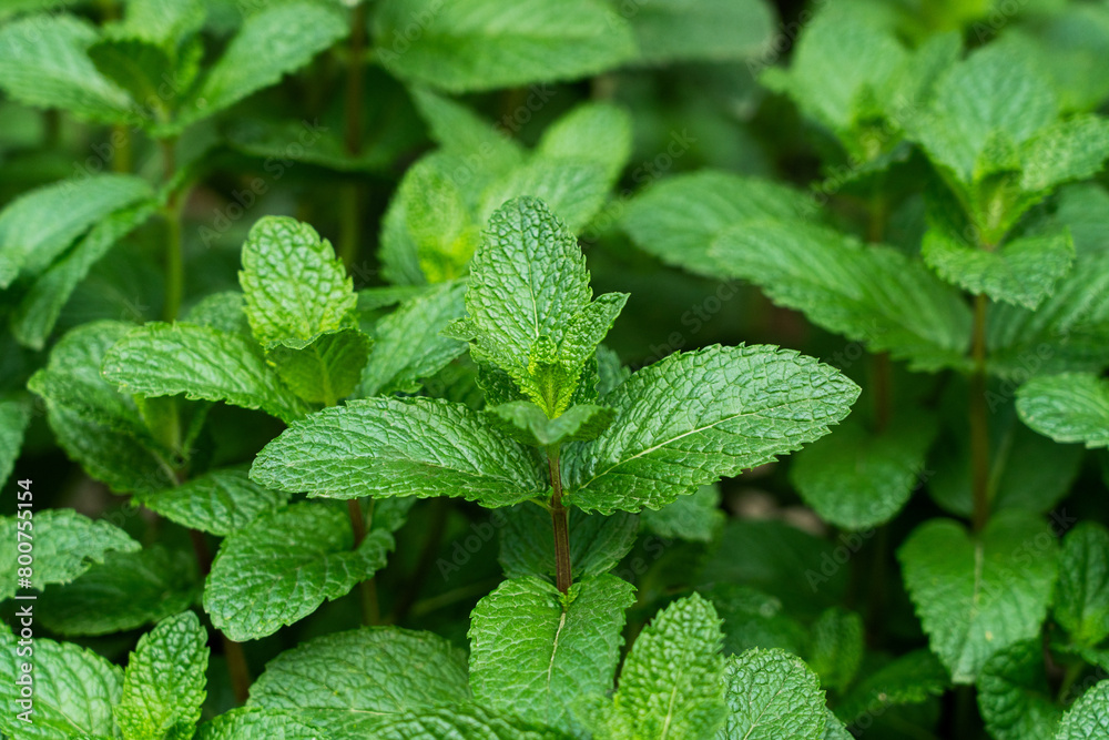Green Mint Plant Grow Background closeup.mint leaf. Green Mint Plant Grow Background closeup.mint leaf.