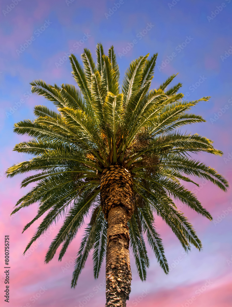 Tropical Palm tree set against stunning sunset sky