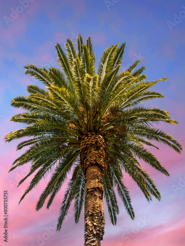 Obraz na płótnie Tropical Palm tree set against stunning sunset sky w salonie