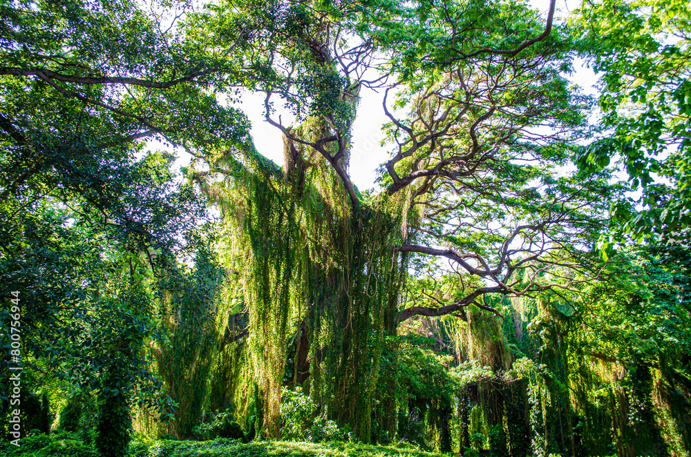 Fototapeta premium forest in the morning