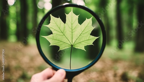 leaf under magnifying glass