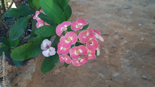 Close up Crown of Thorns, Christ Thorn flower with leaves. (Scientific name Euphorbia milii Des Moul.) photo