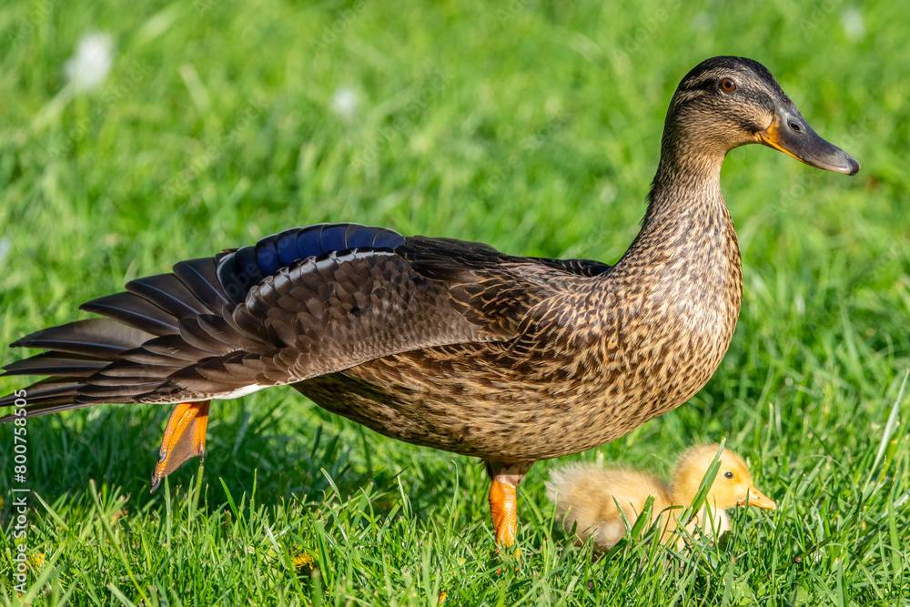 duck on the grass