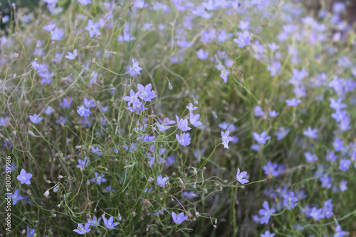 Fototapeta Naklejka Na Ścianę i Meble -  Wahlenbergia light purple blue flowers on plants in a meadow