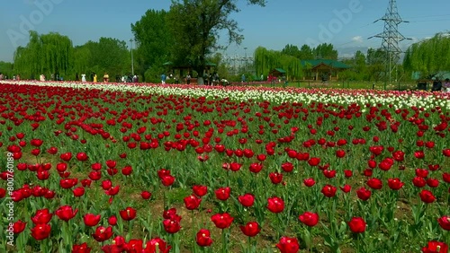 Tulip garden nishat srinagar kashmir india, beautiful colorful flowers, tuliping in april month Clip 82 photo