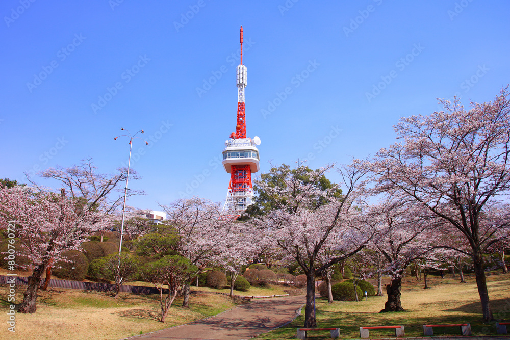 Obraz premium 宇都宮市 八幡山公園の満開の桜