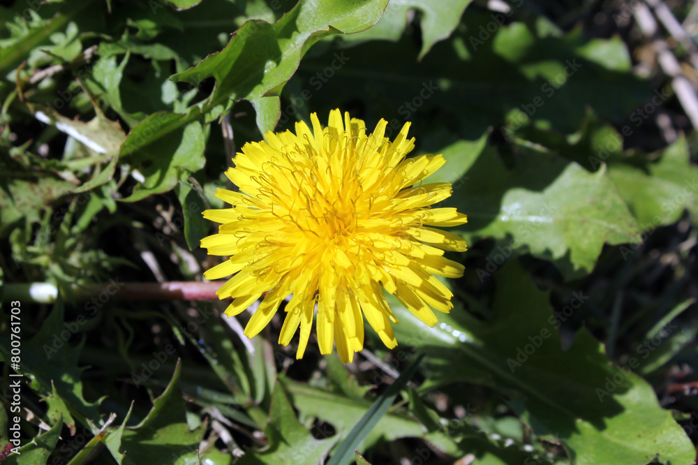 Yellow dandelion flower on a plant surrounded by green leaves and grass Yellow dandelion flower on a plant surrounded by green leaves and grass