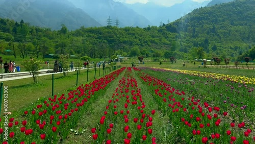 Tulip garden nishat srinagar kashmir india, beautiful colorful flowers, tuliping in april month Clip 68 photo