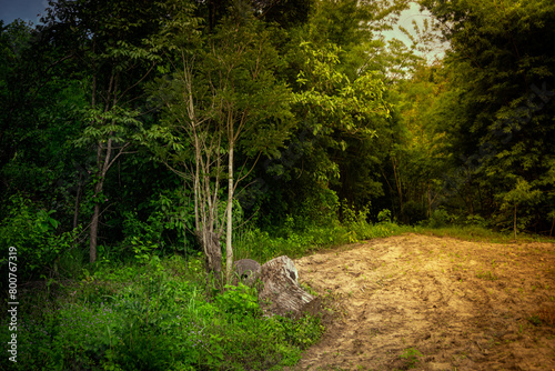 Green Path in the Rainforest of Thailand