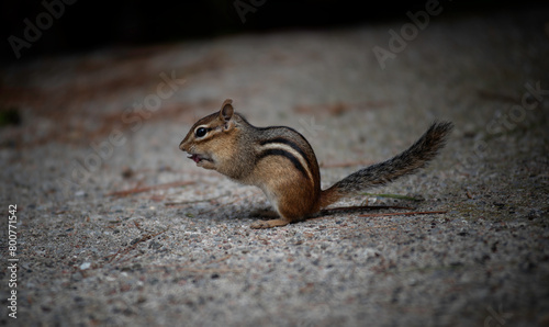 cute chipmunk sitting and eating