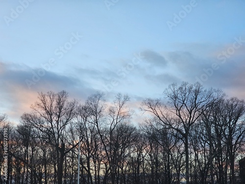 trees, cloud, and sky at dusk