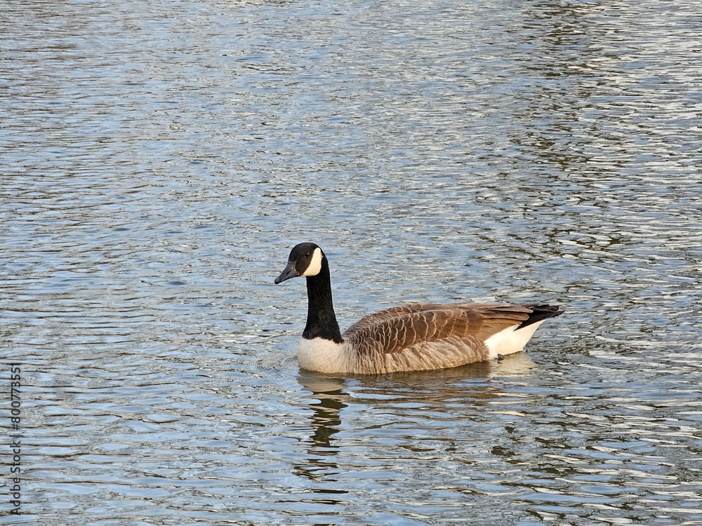 country goose swimming in the lake country goose swimming in the lake