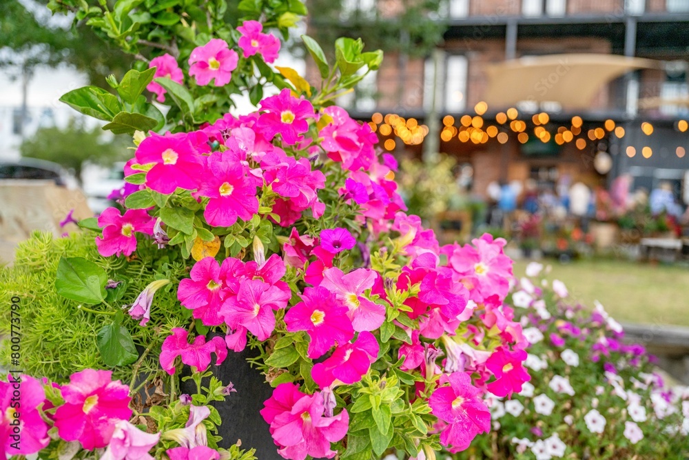 flower with party event in the distance, blurred