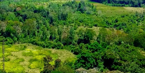 aerial video of forests and trees that are very large and far from residential areas