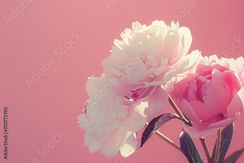 Beautiful delicate peonies on a pink background  blooming flowers