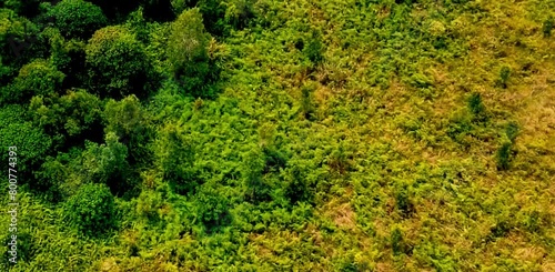 aerial video of forests and trees that are very large and far from residential areas