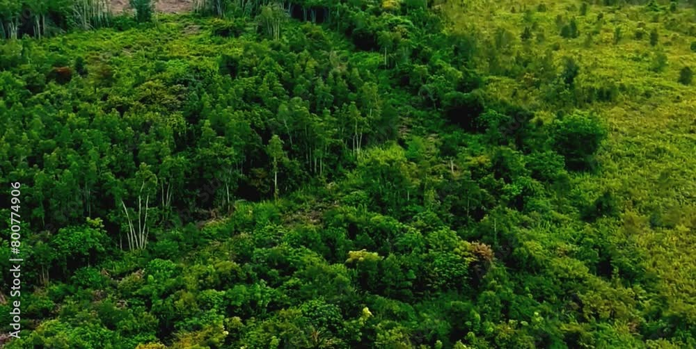 aerial video of forests and trees that are very large and far from residential areas aerial video of forests and trees that are very large and far from residential areas