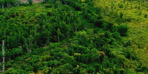aerial video of forests and trees that are very large and far from residential areas