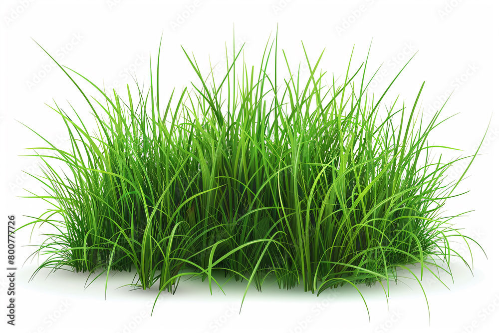 Obraz premium Realistic green grass field Isolated on white background.