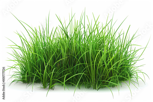Realistic green grass field Isolated on white background.