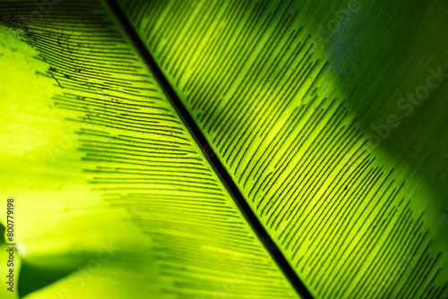 birds nest fern, Asplenium nidus, green rainforest epiphytic plant, background texture abstract pattern organic wallpaper, macro close closeup detail, nature natural environment, backlit sunlight photo