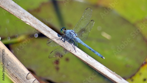 Male eastern pondhawk (Erythemis simplicicollis) dragonfly in Panama City, Florida, USA photo