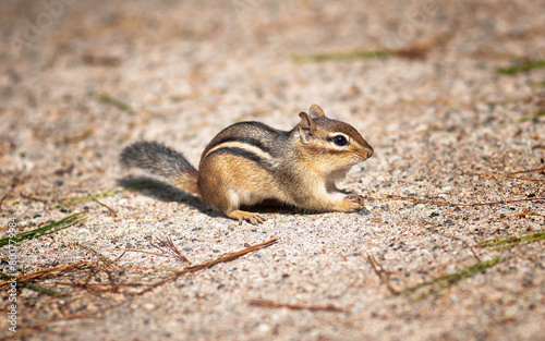cute chipmunk sitting