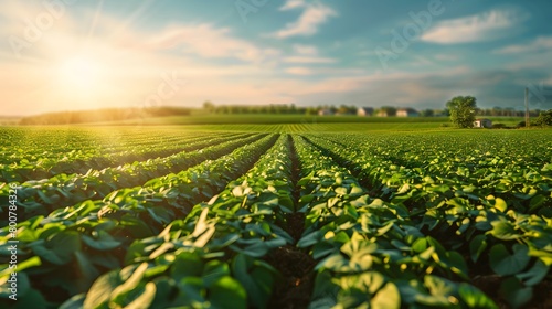 Organic green soybean harvest in an outdoor eco-friendly farm field, nature's plant product.