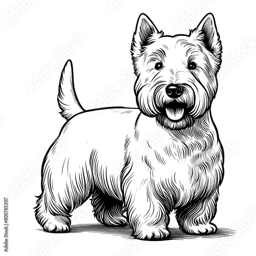 Cute Scottish Terrier dog in full-body, hand drawn sketch. Vector isolated on white background