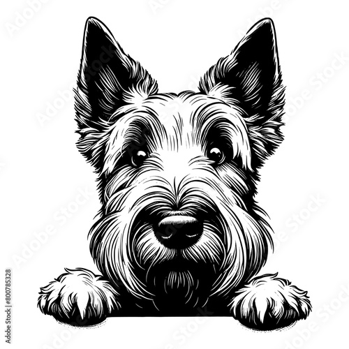 Cute Scottish Terrier dog portrait, hand drawn sketch. Vector isolated on white background