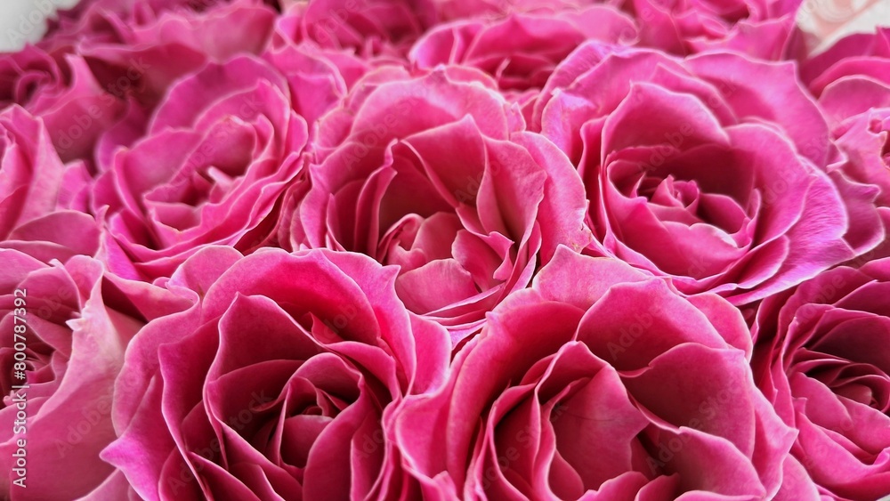 Fototapeta premium pink roses background