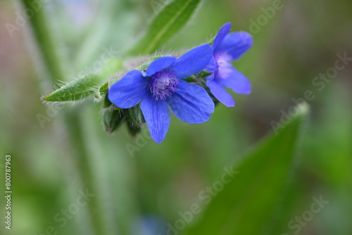 Alkanet ( Anchusa capensis ) flowers. Boraginaceae biennial plants. Small blue flowers bloom from April to July. photo