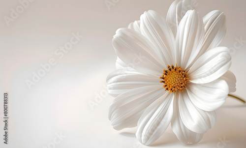 A creative floral arrangement of white daisies  perfect for events and celebrations.