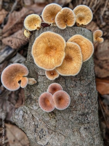 Saprophytic fungi thrive on rotting wood