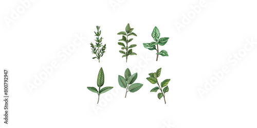  Set of various herbs, including rosemary, mint leaves, oregano, thyme and basil, with illustrations on a white background 