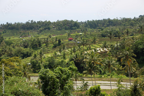 Jatiluwih Rice Terraces, Bali, Indonesia photo