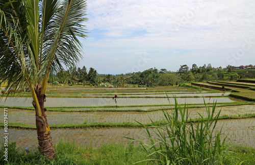 Palm tree and rice plantation - Jatiluwih Rice Terraces, Bali, Indonesia photo