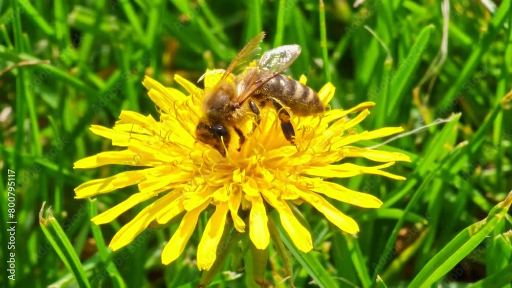 honey bee pollinating yellow dandelion flower at green grass lawn field, closeup honey bee pollinating yellow dandelion flower at green grass lawn field, closeup