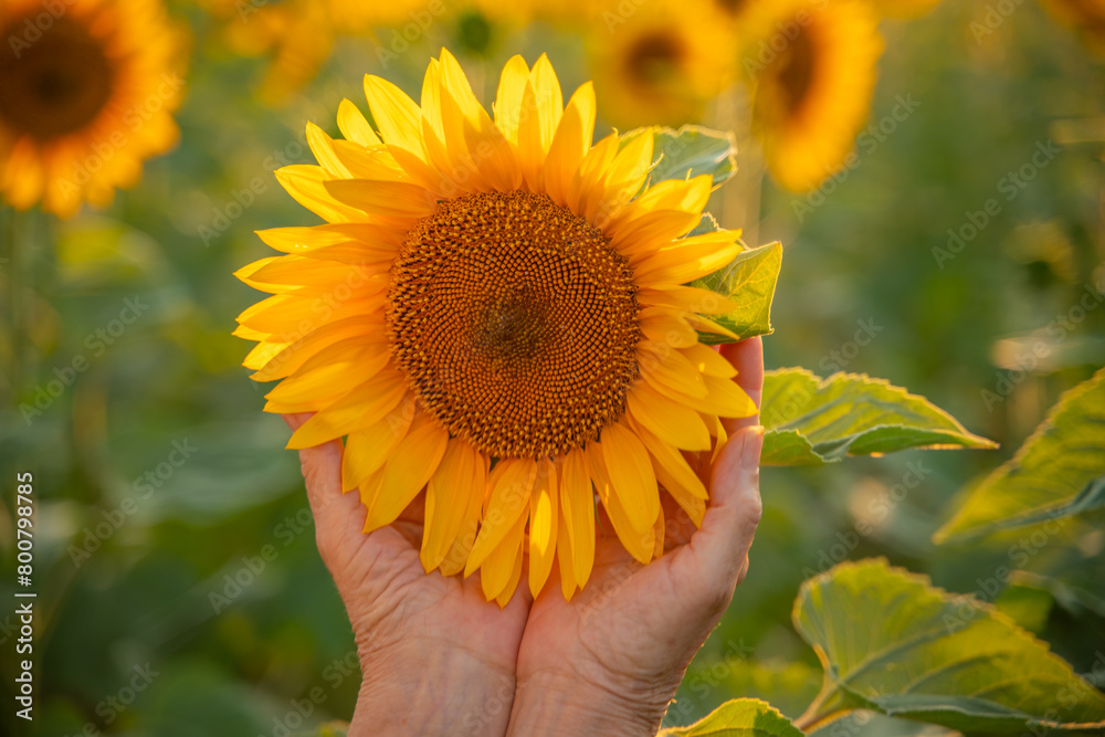 Fototapeta premium Female hands holding sunflower flower against the backdrop of a sunflower field at sunset light. Concept agriculture oil production growing sunflower seeds for oil