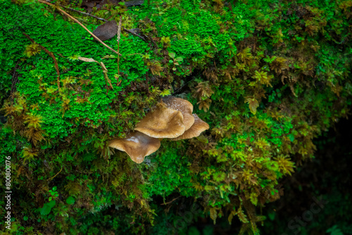Mushroom and moss in tropical rainforest