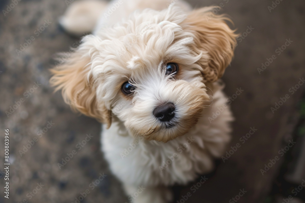A fluffy white puppy with floppy ears and a wagging tail, eagerly awaiting its next belly rub.