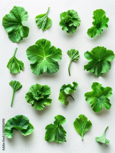 kale leaves set, leafs on a white background