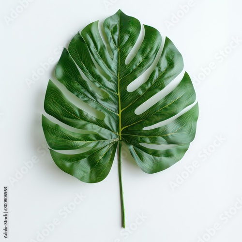 one jungle leaf, white background