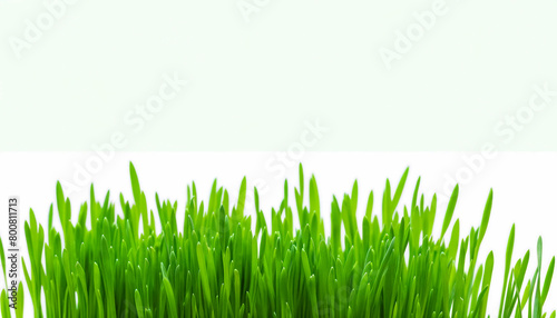 Fresh spring green grass sprouting from a pure white background room for text copy