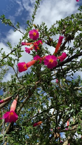 Video of the cantuta plant, national plant representing peru.